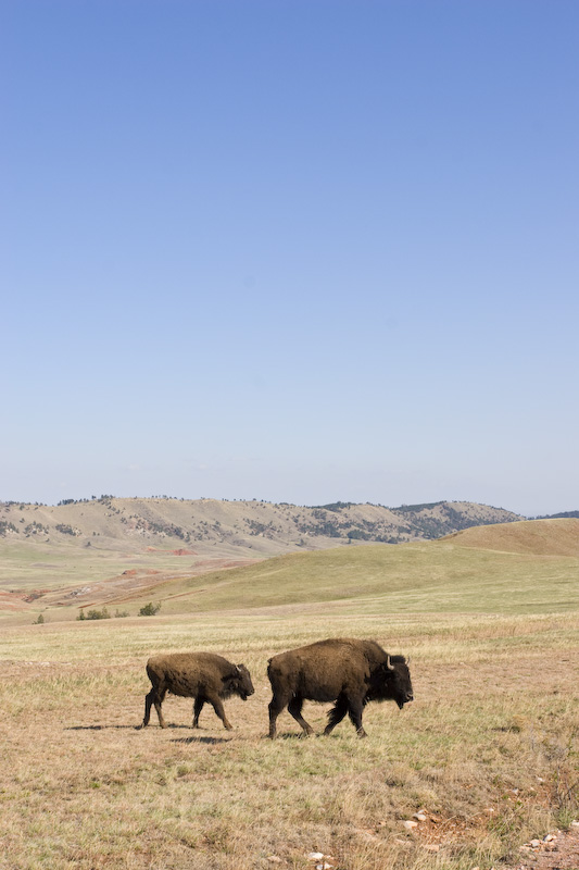 Bison And Calf On Prairie